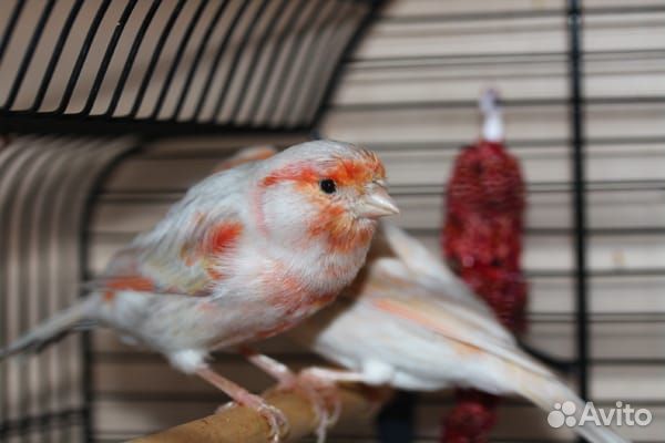 Кенара и канарейки