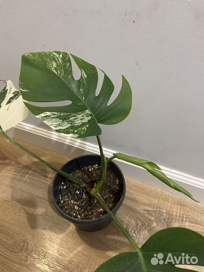 Монстера Альба