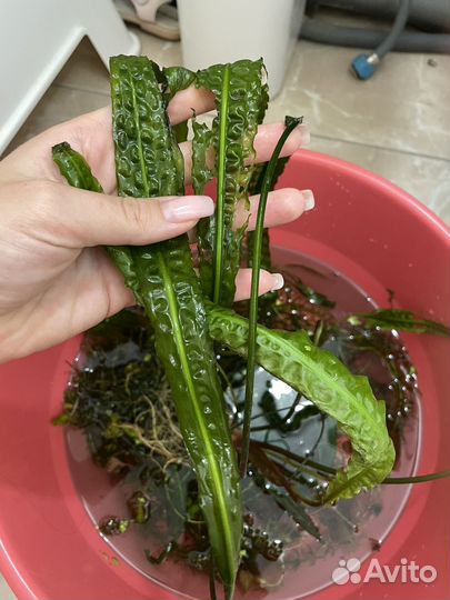 Растения для аквариума