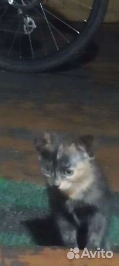 Кошки в добрые руки бесплатно