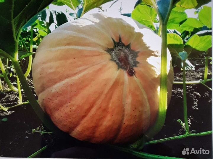 Тыква семена