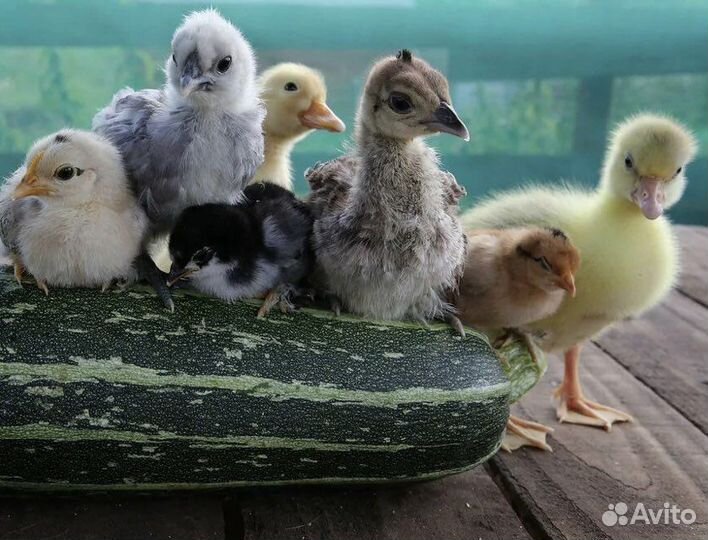 Куры, цыплята,бройлер, утята, муларды, гусята