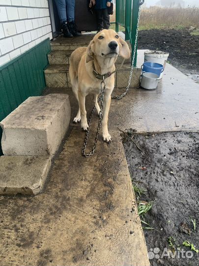 Собака в добрые руки