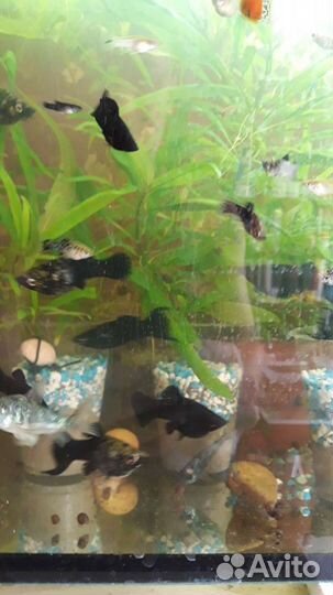 Набор аквауримиста