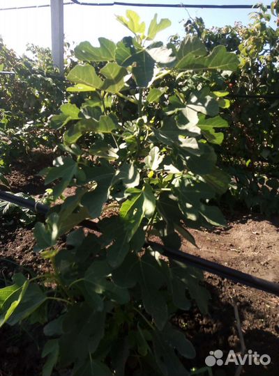 Саженцы инжира