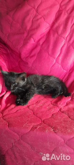 Черный котёнок девочка в добрые руки