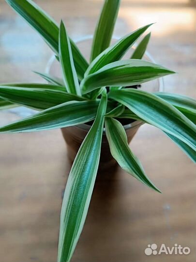 Хлорофитрум