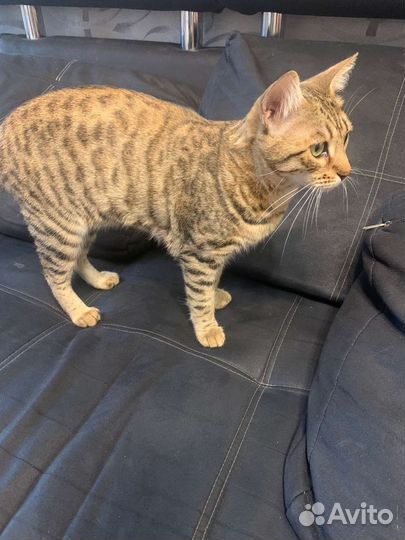 Кошечка бенгал