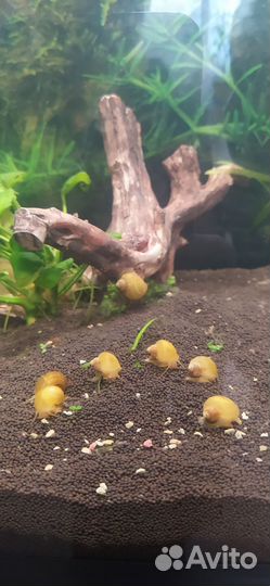 Улитки ампулярии