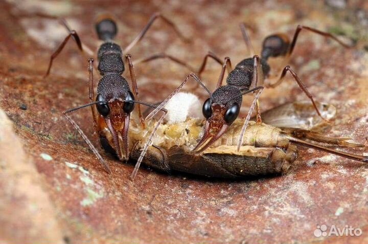 Муравьи Венаторы, Harpegnathos venator оптом и в р