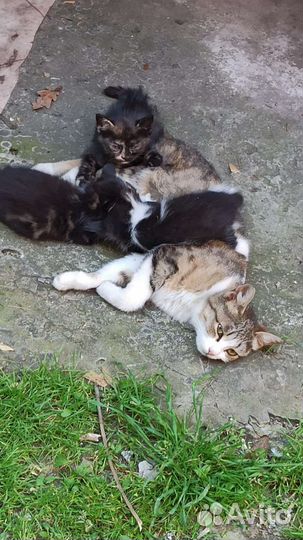 Отдам котят в добрые и заботливые и руки