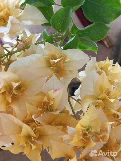 Бугенвиллия