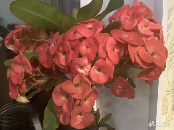 Кактус молочай миля крупноцветковый