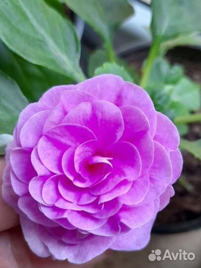 Бальзамин махровый