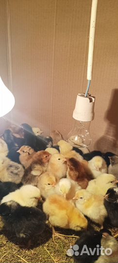 Цыплята суточные