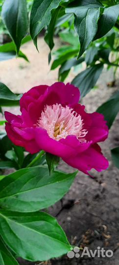 Пионы сортовые