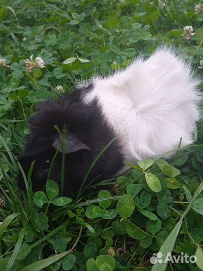 Морская свинка бесплатно