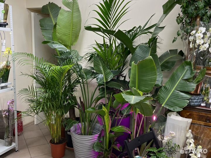 Экзотические растения