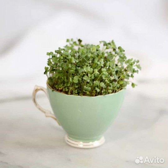 Беби-зелень. Беби-лиф. Беби-лист. Эко свежесть