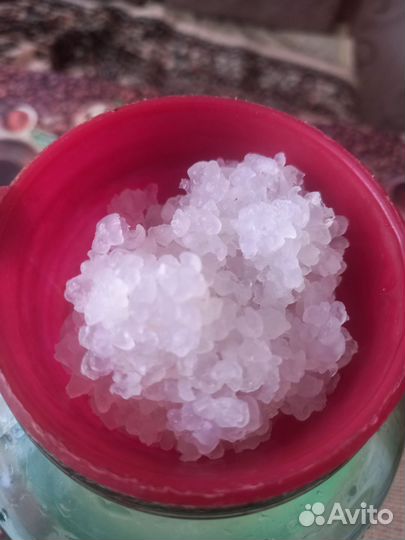 Индийский морской рис