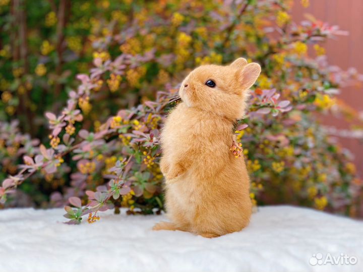 Крольчата с блестящей шерстью, сатины