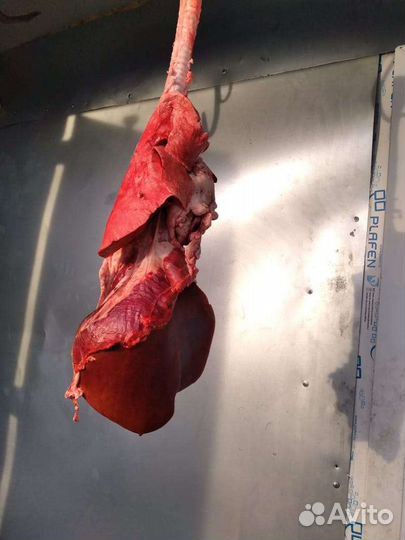 Бараний ливер