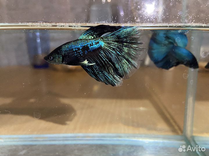 Рыбка петушок самец