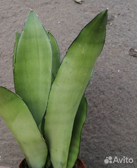 Сансевиерия