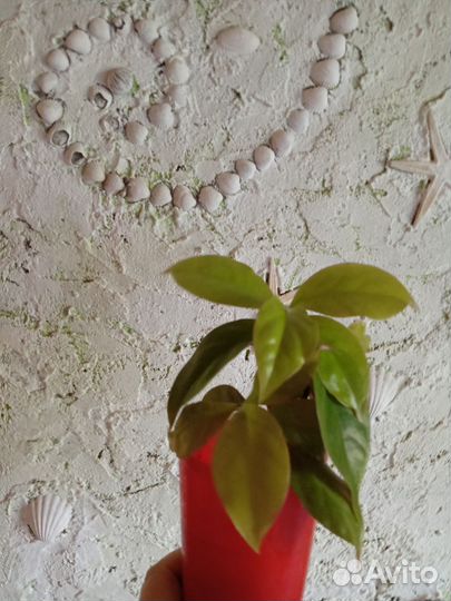 Комнатные и садовые цветы в Пскове