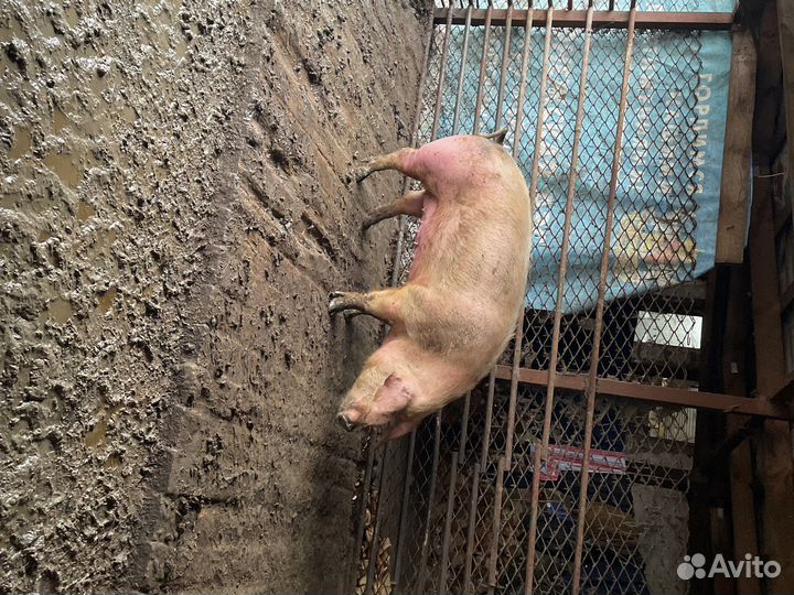 Свиноматки супоростные