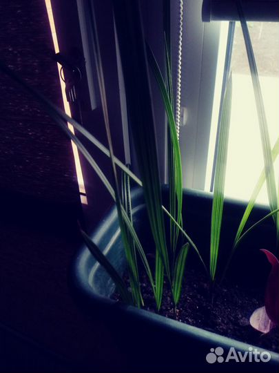 Финиковая пальма