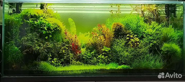 Аквариумные растения