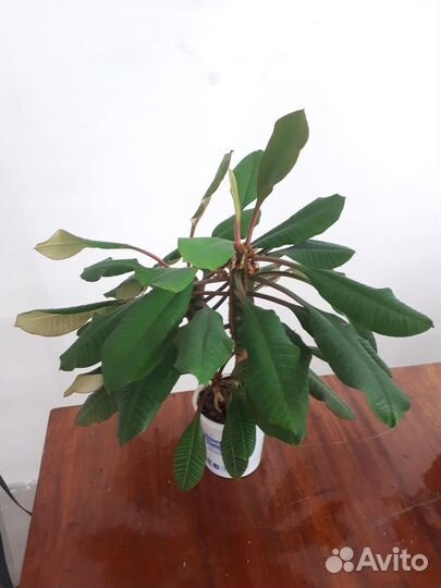 Сциндапсус неон, хлорофитум 2 вида, молочай