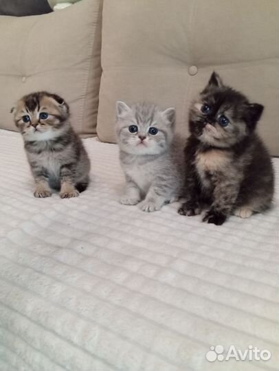 Британские котята шиншилла