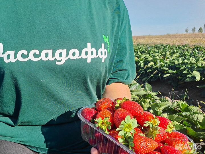 Рассада клубники. Элитные сорта