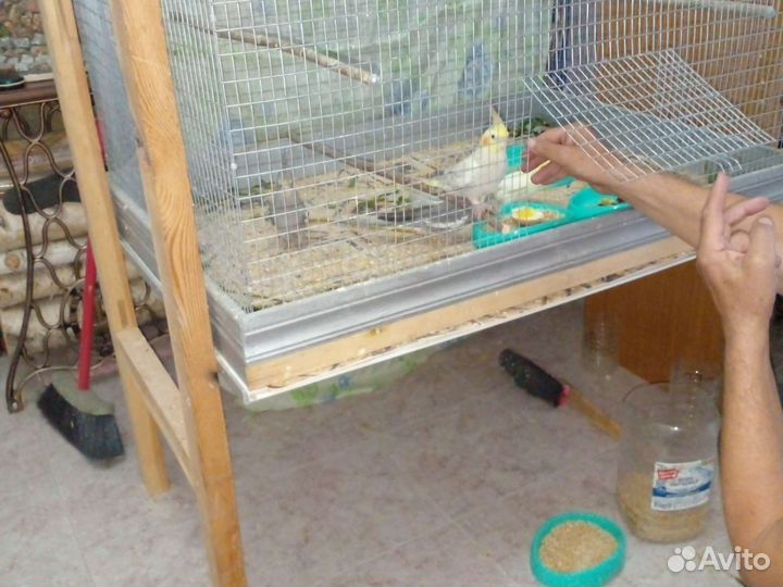 Попугай кореллы