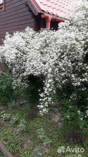 Ирисы,Чубушник,Гортензия,Райграс,Пиретрум