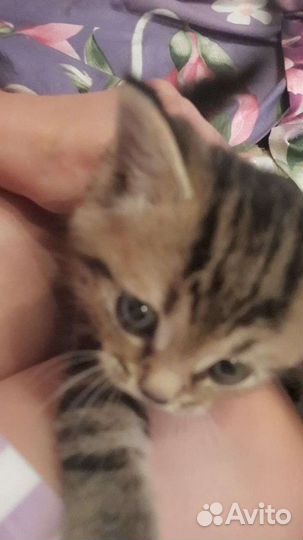 Британская кошка бесплатно