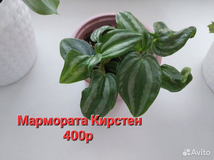 Пеперомии разные 10 сортов