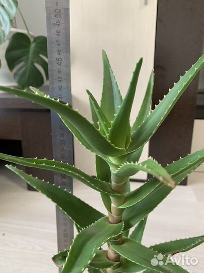 Алоэ вера комнатное растение