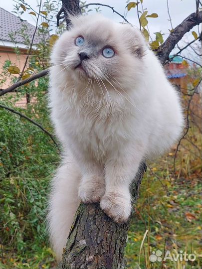 Шотландский кот вязка