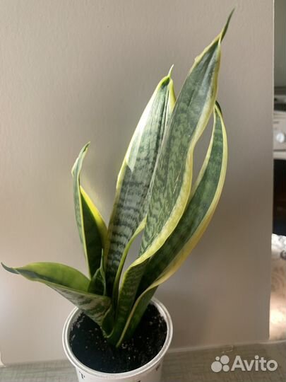 Сансевиерия Футура суперба