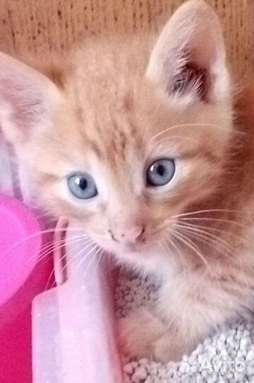 Британская кошка