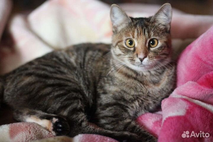 Кошка в добрые руки