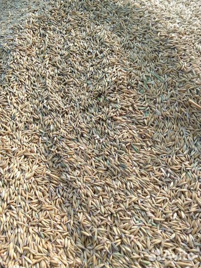 Зерно: Пшеница,Ячмень