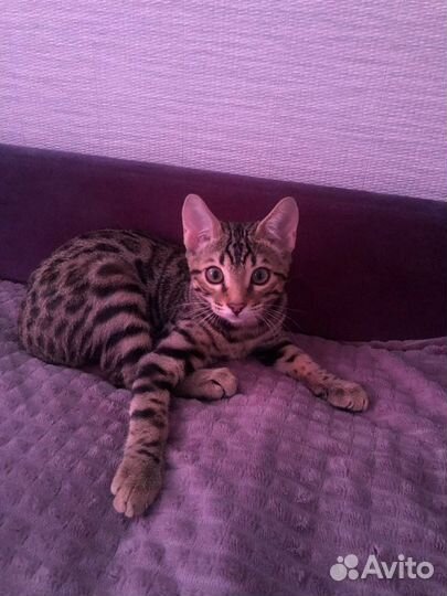 Бенгальский котенок