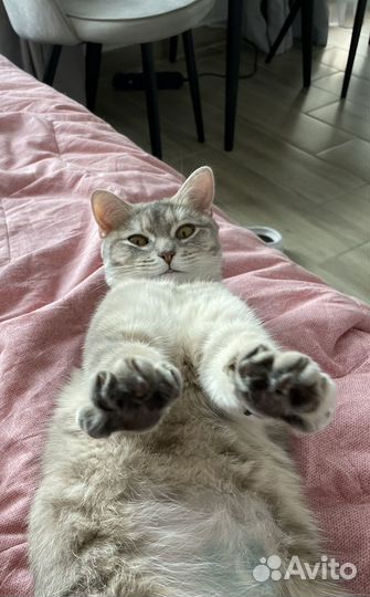 Кошка в дар бесплатно