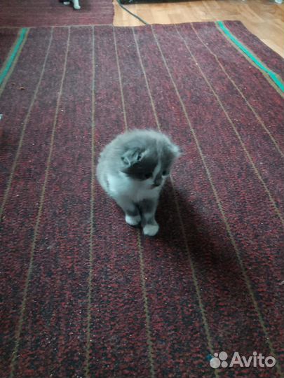 Шотландская вислоухая