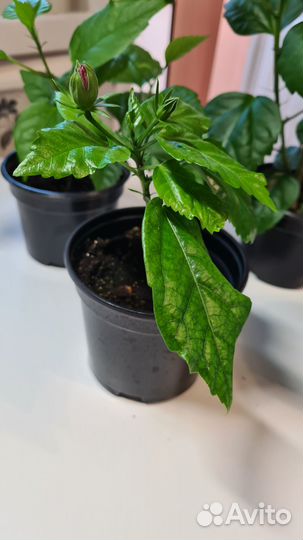 Гибискус махровый красный