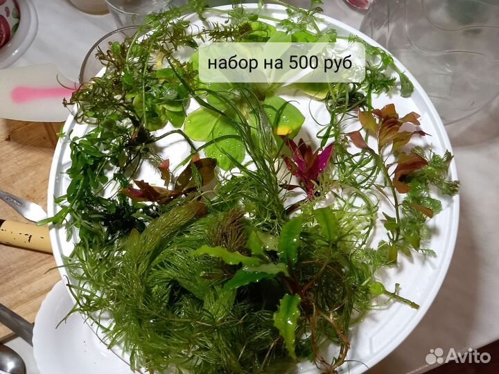 Растения для аквариума